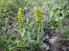 Orchis-punctulata_бутонизация